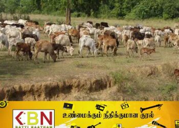 மயிலத்தமடுவில் நீடிக்கும் மிருக வதை!