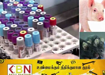 பன்றியிலிருந்து கண்டுபிடிக்கப்பட்ட மருந்து; மனிதர்களுக்கு சாகவரத்தை அளிக்குமா?