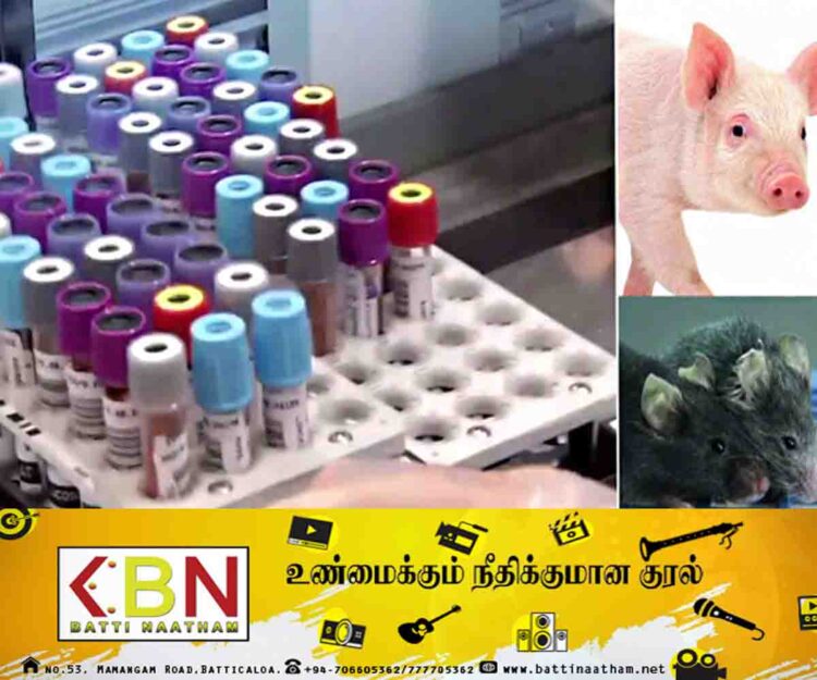 பன்றியிலிருந்து கண்டுபிடிக்கப்பட்ட மருந்து; மனிதர்களுக்கு சாகவரத்தை அளிக்குமா?