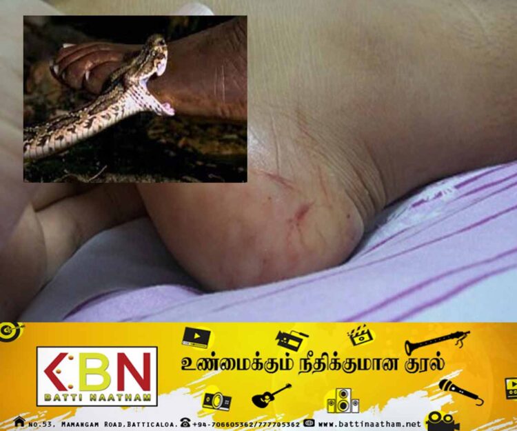 கரடியனாற்றில் பாம்பு தீண்டி குடும்பஸ்தர் மரணம்!