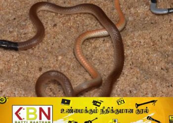 இலங்கையில் கண்டுபிடிக்கப்பட்ட புதிய வகை பாம்பு!
