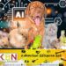 செல்லப்பிராணிகளுடன் தொடர்பை ஏற்படுத்த புதிய ஏ.ஐ!