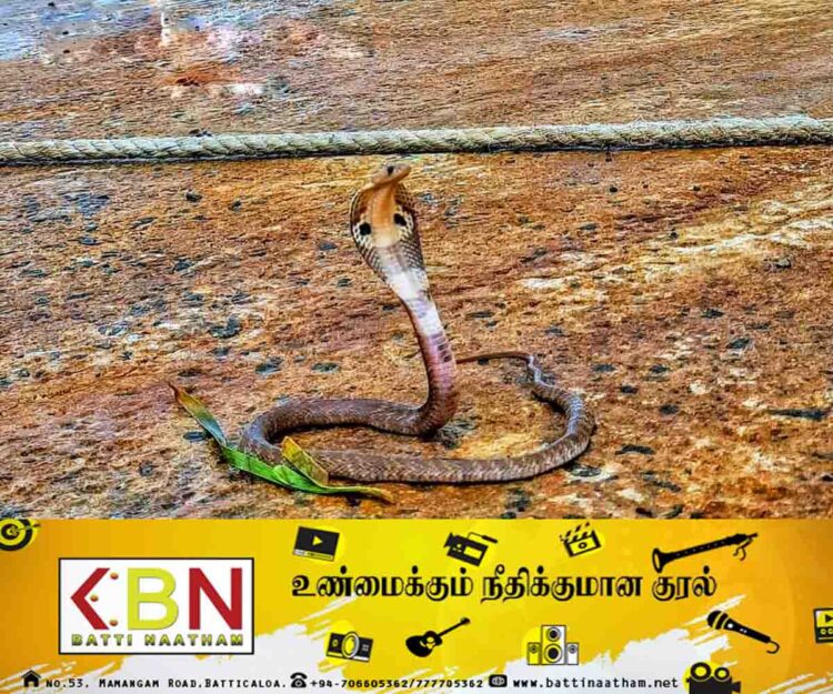 யாழ் நயினாதீவு ஸ்ரீ நாகபூஷணி அம்மன் ஆலயத்தில் காட்சி கொடுத்த நாக பாம்பு; சமூக வலைத்தளங்களில் வைரலாகி வரும் புகைப்படம்!