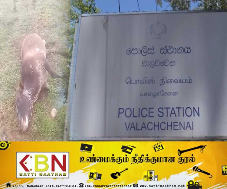 மயிலத்தமடுவில் துப்பாக்கி பிரயோகம் நடாத்தி வந்த அத்துமீறிய குடியேற்றவாசிகள் கைது; துப்பாக்கி ஒன்றும் கைப்பற்றப்பட்டது!