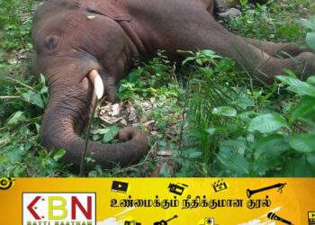 இவ்வருடத்தின் 11 மாதங்களில் 449 யானைகள் உயிரிழப்பு; வனஜீவராசிகள் பாதுகாப்பு திணைக்களம் தகவல்!