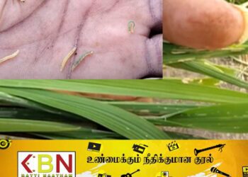 புதிய நோய் தாக்கத்தின் காரணமாக விவசாய நடவடிக்கைகள் பாதிப்பு!