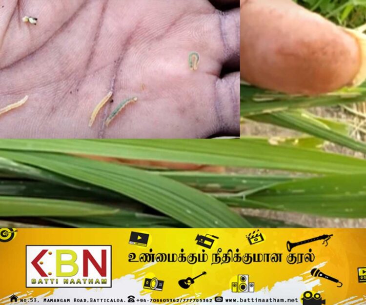 புதிய நோய் தாக்கத்தின் காரணமாக விவசாய நடவடிக்கைகள் பாதிப்பு!
