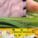 புதிய நோய் தாக்கத்தின் காரணமாக விவசாய நடவடிக்கைகள் பாதிப்பு!