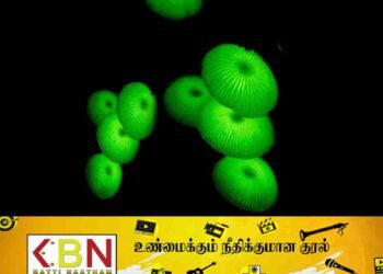 தமிழ் நாட்டில் கண்டுபிடிக்கப்பட்ட புதியவகை ஒளிரும் காளான்!