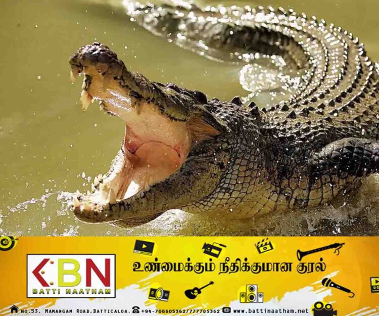 திருமலையில் முதலை தாக்கி பண்ணையாளர் ஒருவர் பலி!