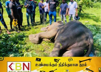 மட்டக்களப்பு செங்கலடி பிரதேச செயலாளர் பிரிவிற்குட்பட்ட – மரப்பாலம் இராஜபுரம் பகுதியில் உயிருக்கு போராடி வரும் யானை!