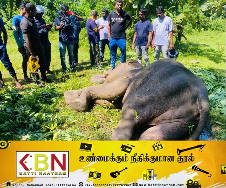 மட்டக்களப்பு செங்கலடி பிரதேச செயலாளர் பிரிவிற்குட்பட்ட – மரப்பாலம் இராஜபுரம் பகுதியில் உயிருக்கு போராடி வரும் யானை!