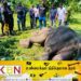 மட்டக்களப்பு செங்கலடி பிரதேச செயலாளர் பிரிவிற்குட்பட்ட – மரப்பாலம் இராஜபுரம் பகுதியில் உயிருக்கு போராடி வரும் யானை!