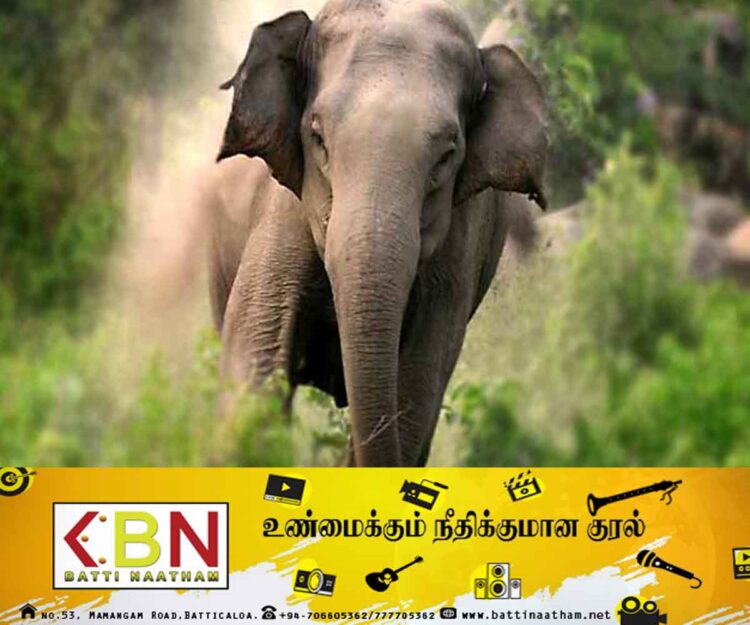 விலங்குகளை வேட்டையாடிய குழுவினர் மீது காட்டு யானைகள் தாக்கம்; ஒருவர் பலி!