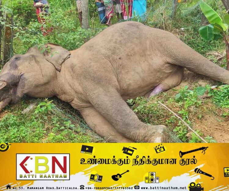 25 நாட்களில் 12 யானைகள் உயிரிழப்பு; வனஜீவராசிகள் பாதுகாப்பு திணைக்களம் தகவல்!