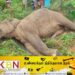 25 நாட்களில் 12 யானைகள் உயிரிழப்பு; வனஜீவராசிகள் பாதுகாப்பு திணைக்களம் தகவல்!