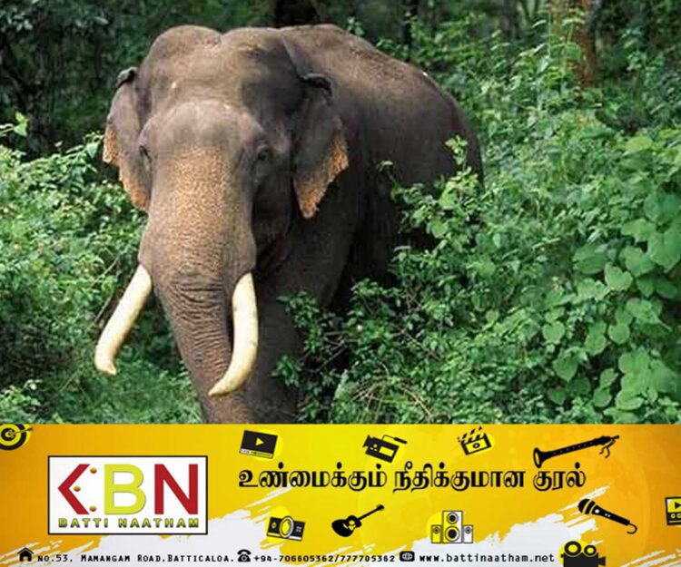 யானை தாக்கியதில் நபர் ஒருவர் படுகாயம்; வாழைச்சேனை ஆதார வைத்தியசாலையில் அனுமதி!