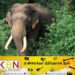 யானை தாக்கியதில் நபர் ஒருவர் படுகாயம்; வாழைச்சேனை ஆதார வைத்தியசாலையில் அனுமதி!