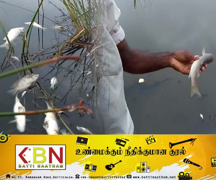கும்புறுமூலை கிராமத்தில் உள்ள தோணாவில் இறந்து காணப்படும் மீன்கள்; பொது மக்களுக்கு எச்சரிக்கை!