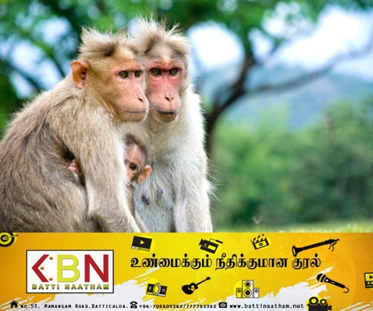 பயிர்செய்கைக்கு பாதிப்பை ஏற்படுத்தும் ஆண் குரங்குகளுக்கு கருத்தடை!
