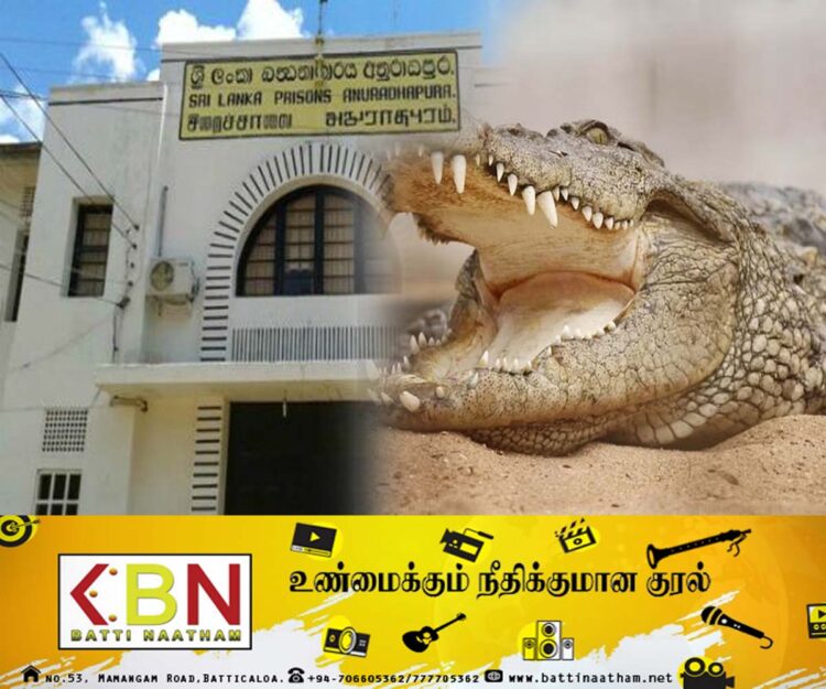 தமிழ் கைதியை இழுத்து சென்ற முதலை ; அனுராதபுரம் சிறைச்சாலையில் சம்பவம்!