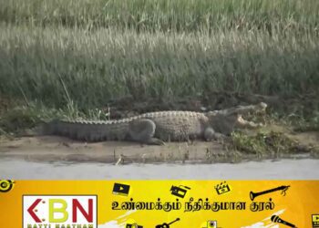 அம்பாறை வயல்களுக்குள் 15 அடி நீள முதலைகள்; அச்சத்தில் விவசாயிகள்!