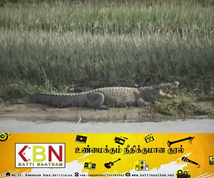 அம்பாறை வயல்களுக்குள் 15 அடி நீள முதலைகள்; அச்சத்தில் விவசாயிகள்!