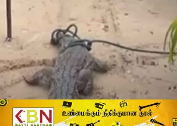 வெள்ள நீருடன் மக்கள் குடியிருப்புகளுக்குள் நுழையும் முதலைகள்; மட்டு கூழாவடியில் பரபரப்பு!
