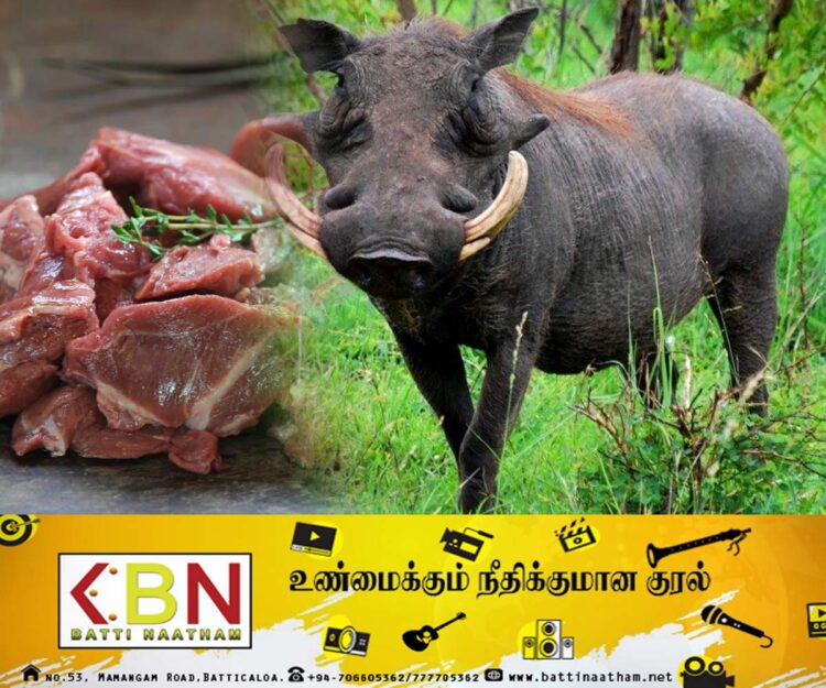 கைப்பற்றப்பட்ட காட்டுப்பன்றி இறைச்சியை ஒப்படைக்காத பொலிஸ் உத்தியோகத்தர் பணி இடைநீக்கம்!