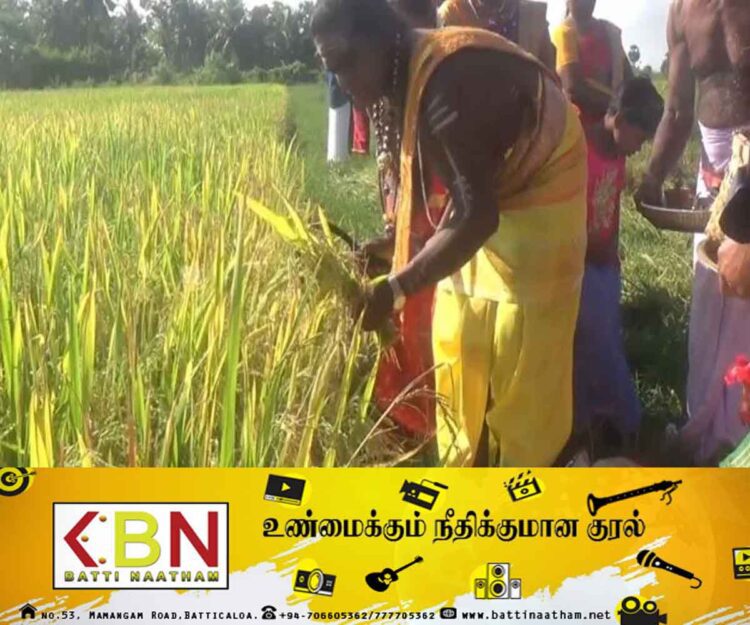 மட்டக்களப்பு தேத்தாத்தீவு கொம்புச் சந்தி பிள்ளையார் ஆலயத்தில் புதிரெடுக்கும் நிகழ்வு!
