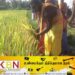 மட்டக்களப்பு தேத்தாத்தீவு கொம்புச் சந்தி பிள்ளையார் ஆலயத்தில் புதிரெடுக்கும் நிகழ்வு!