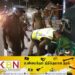 நாடளாவிய ரீதியில் யுக்திய சோதனை நடவடிக்கை; மேலும் 952 சந்தேக நபர்கள் கைது!