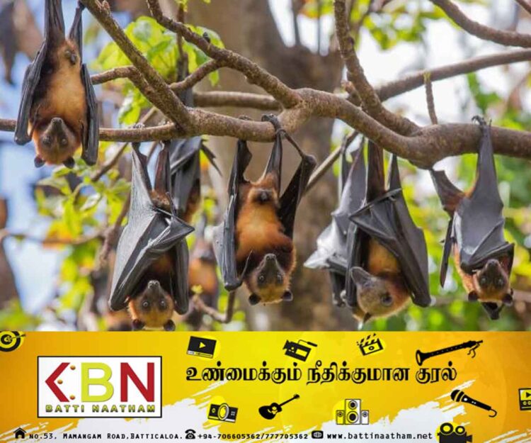 மனிதர்களை தாக்கக்கூடிய புதிய வகை வைரஸ்; கொரோனா ஆய்வுக்குழுவால் கண்டுபிடிப்பு!