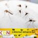 வைரஸ் நுளம்பை விடுவிக்கும் தேசிய டெங்கு கட்டுப்பாட்டுப் பிரிவு!