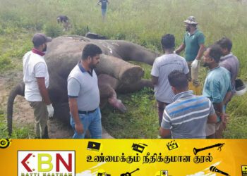 சட்டவிரோத மின்சார கம்பியில் சிக்கி யானை உயிரிழப்பு!
