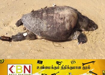 யாழ். வடமராட்சி கிழக்கு கடற்பகுதியில் தொடர்ச்சியாக இறந்து கரையொதுங்கும் ஆமைகள்!