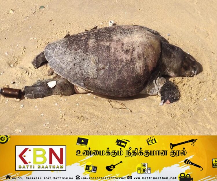 யாழ். வடமராட்சி கிழக்கு கடற்பகுதியில் தொடர்ச்சியாக இறந்து கரையொதுங்கும் ஆமைகள்!