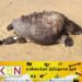 யாழ். வடமராட்சி கிழக்கு கடற்பகுதியில் தொடர்ச்சியாக இறந்து கரையொதுங்கும் ஆமைகள்!