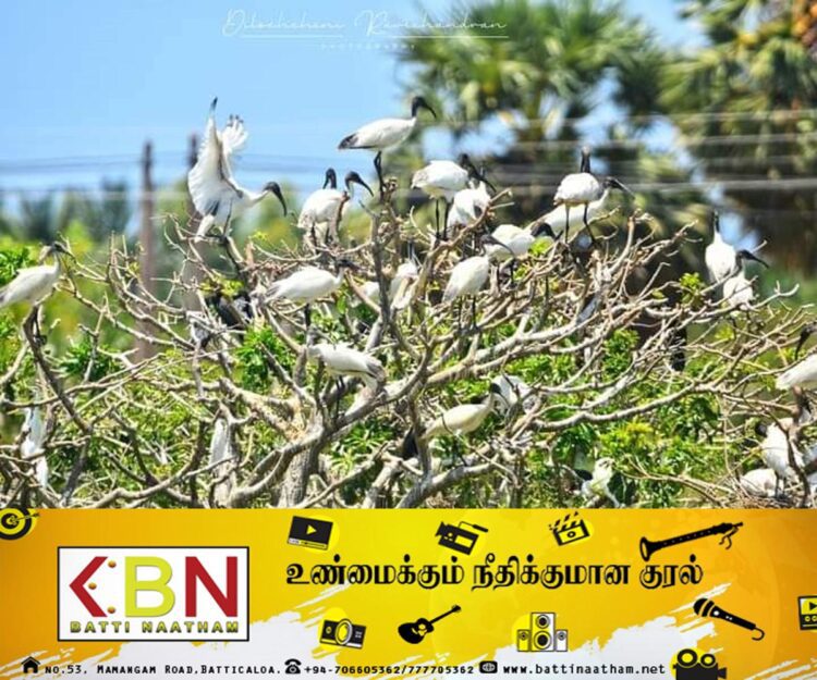 குருக்கள்மடம் ஏத்தாளைக்குளத்திற்கு படையெடுக்கும் வெளிநாட்டுப்பறவைகள்!