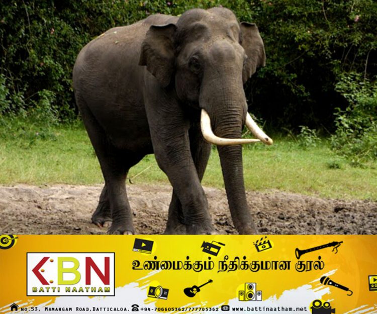 வனஜீவராசிகள் அலுவலக அதிகாரி ஒருவர் காட்டு யானையின் தாக்குதலுக்கு இலக்காகி படுகாயம்!