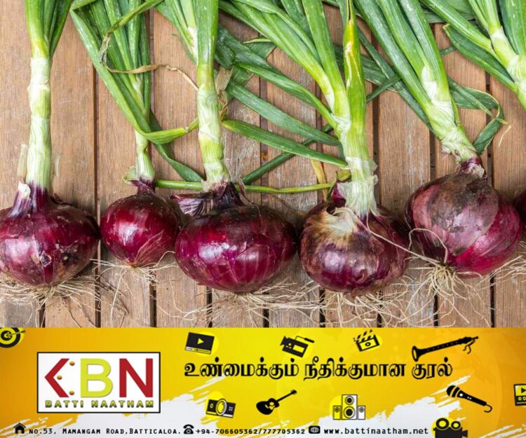மாத்தளையில் வெங்காய பயிர்ச் செய்கையை ஊக்குவிக்கும் விசேட வேலைத்திட்டம்!
