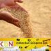 விவசாயிகளிடம் இருந்து நெல்லை கொள்வனவு செய்ய விலை நிர்ணயம் செய்தது விவசாய அமைச்சு!