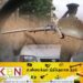 சட்டவிரோத துப்பாக்கி வெடித்ததில் முல்லைத்தீவு குடும்பஸ்தர் உயிரிழப்பு!