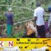மரத்தை வெட்ட முற்பட்டு அதே மரத்தடியில் உயிரிழந்த ஓய்வுபெற்ற தபால் நிலைய பொறுப்பதிகாரி!