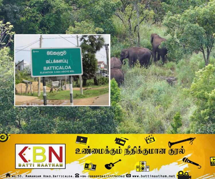 மட்டக்களப்பு மாவட்ட பல பகுதிகளில் காட்டுயானைகளின் அட்டகாசம் அதிகரிப்பு!