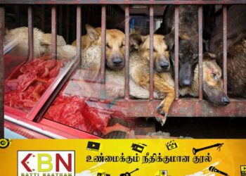 நாயை செல்லப்பிராணியாக வளர்ப்பதற்கு தடை விதித்து இறைச்சிக்காக பயன்படுத்த உத்தரவிட்ட நாடு!