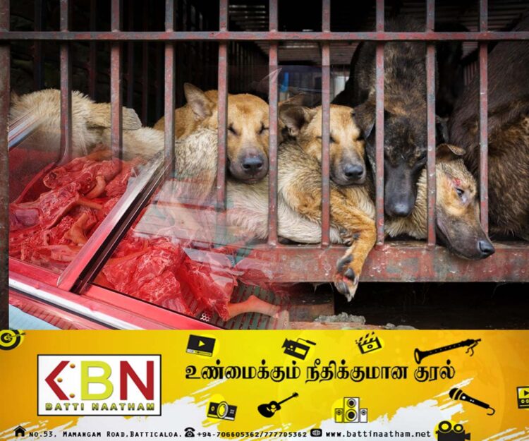 நாயை செல்லப்பிராணியாக வளர்ப்பதற்கு தடை விதித்து இறைச்சிக்காக பயன்படுத்த உத்தரவிட்ட நாடு!