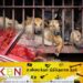 நாயை செல்லப்பிராணியாக வளர்ப்பதற்கு தடை விதித்து இறைச்சிக்காக பயன்படுத்த உத்தரவிட்ட நாடு!