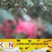 தேயிலை தோட்டத்திற்குள் கழுத்தறுக்கப்பட்ட நிலையில் 17 வயது மாணவியின் சடலம் மீட்பு!