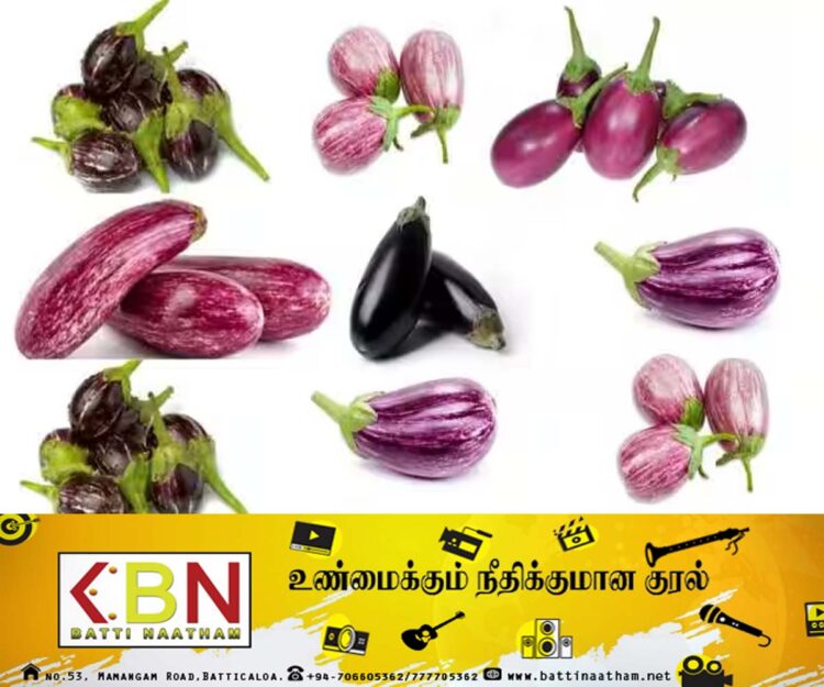 அதிர்ச்சியை ஏற்படுத்தியுள்ள கத்தரிக்காய் மீதான ஆய்வு; இலங்கை மக்களுக்கு எச்சரிக்கை!